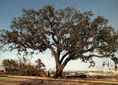 OBrien Oak _ famous tree of Texas